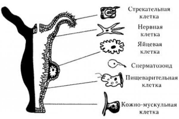 Кракен ссылка тупа германия